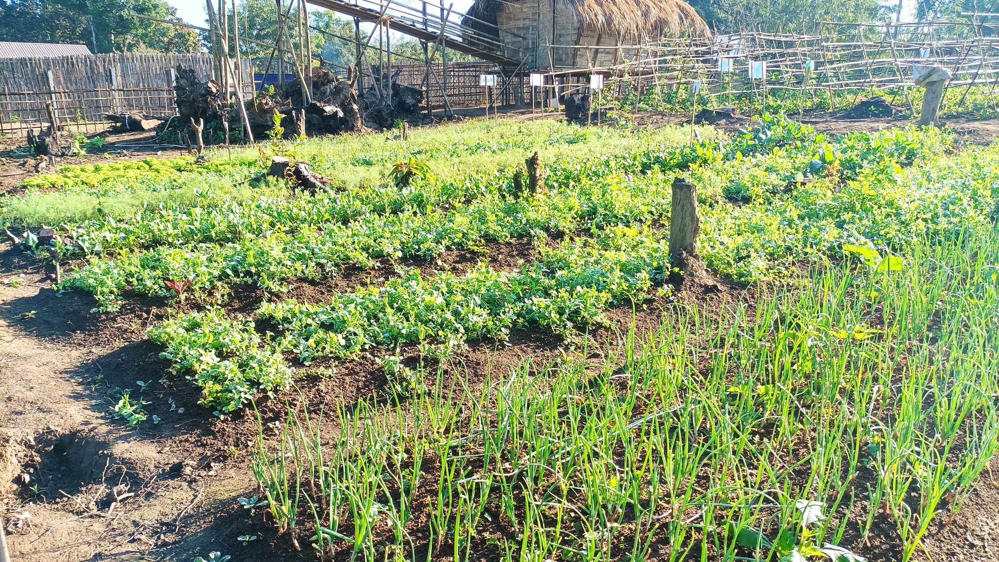 Read more about the article Myitkyina Ginwang (MKBAJ ) Mungkan Ninghtoi Sasana Jawng a Hkai Sun
